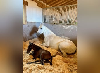 PRE, Hengst, Veulen (04/2026), kan schimmel zijn