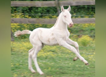 PRE, Hengst, Veulen (04/2025), Perlino