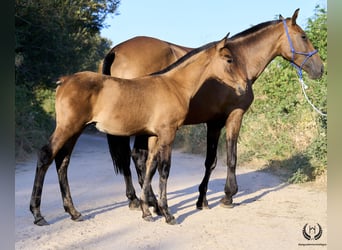 PRE, Hengst, veulen (05/2024), Red Dun