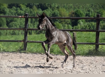 PRE, Hengst, , Zwart