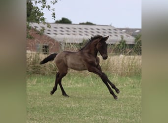PRE, Hengst, , Zwart