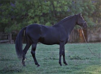 PRE, Hengst, 20 Jaar, 162 cm, Zwart