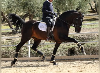 PRE, Hengst, 7 Jaar, 175 cm, Zwart