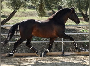 PRE, Hengst, 7 Jaar, 175 cm, Zwart