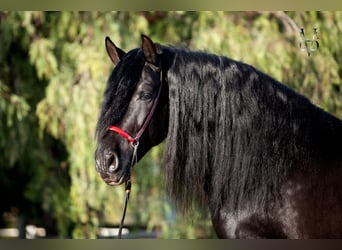 PRE, Hengst, 9 Jaar, 168 cm, Zwart