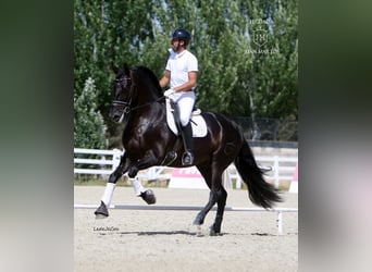 PRE, Hengst, 9 Jaar, 175 cm, Zwart