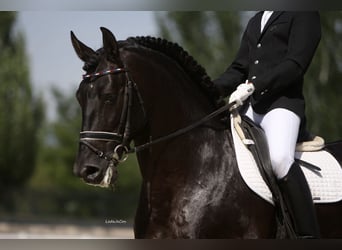 PRE, Hengst, 9 Jaar, 175 cm, Zwart