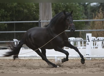 PRE, Hengst, 9 Jaar, 175 cm, Zwart