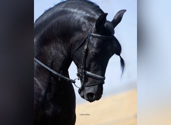 PRE, Hengst, 9 Jaar, 175 cm, Zwart
