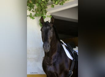PRE, Hengst, 9 Jaar, 175 cm, Zwart