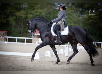 PRE, Hengst, 10 Jaar, 166 cm, Zwart