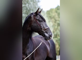 PRE, Hengst, 12 Jaar, 170 cm, Zwart
