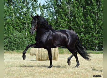 PRE, Hengst, 19 Jaar, 165 cm, Zwart