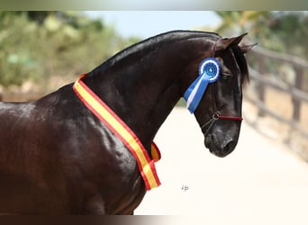 PRE, Hengst, 4 Jaar, 175 cm, Zwart