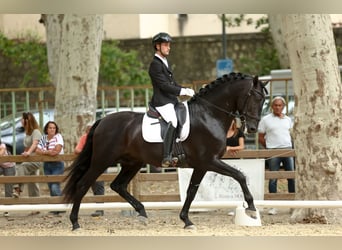 PRE, Hengst, 6 Jaar, 172 cm, Zwart