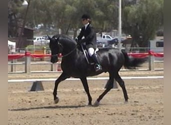 PRE, Hengst, 26 Jaar, 165 cm, Zwart