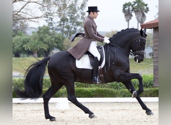 PRE, Hengst, 18 Jaar, 168 cm, Zwart