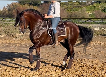 PRE Blandning, Hingst, 10 år, 162 cm, Mörkbrun