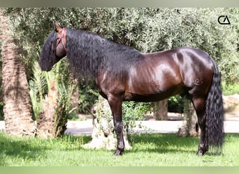 PRE, Hingst, 10 år, 165 cm, Mörkbrun