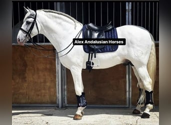 PRE Blandning, Hingst, 10 år, 165 cm, Vit