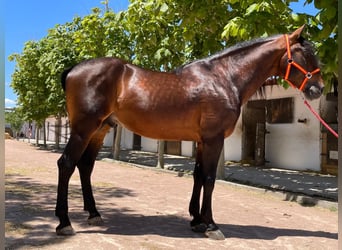 PRE Blandning, Hingst, 10 år, 171 cm, Brun