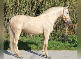 PRE Blandning, Hingst, 11 år, 163 cm, Palomino