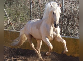 PRE Blandning, Hingst, 11 år, 163 cm, Palomino