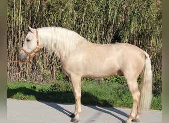 PRE Blandning, Hingst, 11 år, 163 cm, Palomino