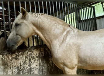 PRE Blandning, Hingst, 11 år, 163 cm, Palomino