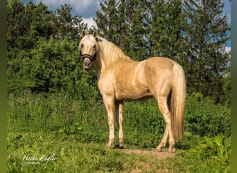 PRE Blandning, Hingst, 11 år, 163 cm, Palomino