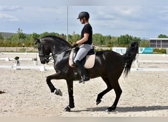 PRE Blandning, Hingst, 11 år, 167 cm, Svart