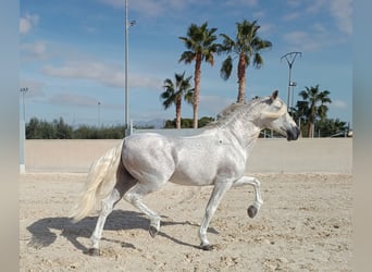 PRE, Hingst, 12 år, 166 cm, Grå-flugskimmel