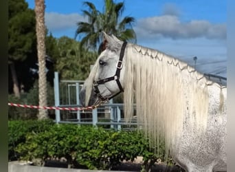 PRE, Hingst, 12 år, 166 cm, Grå-flugskimmel