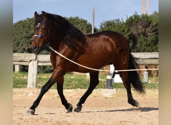 PRE, Hingst, 13 år, 157 cm, Brun