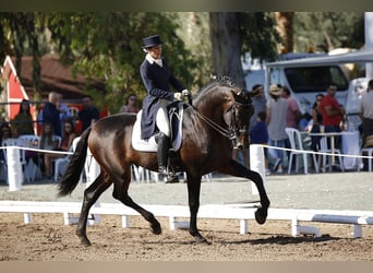 PRE Blandning, Hengst, 13 Jahre, 180 cm, Dunkelbrauner