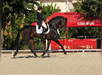 PRE Blandning, Hengst, 13 Jahre, 180 cm, Dunkelbrauner