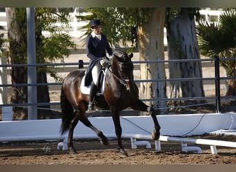 PRE Blandning, Hengst, 13 Jahre, 180 cm, Dunkelbrauner