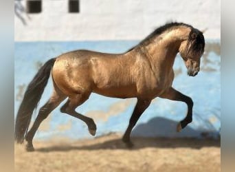 PRE Blandning, Hingst, 14 år, 164 cm, Overo-skäck-alla-färger