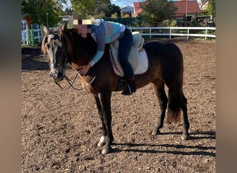 PRE Blandning, Hingst, 15 år, 158 cm, Mörkbrun