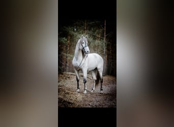 PRE, Hingst, 16 år, 164 cm, Grå-flugskimmel