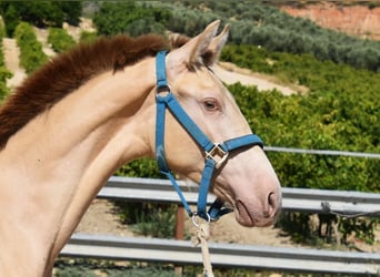 PRE, Hingst, 1 år, 143 cm, Pärla