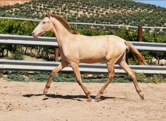 PRE, Hingst, 1 år, 143 cm, Pärla