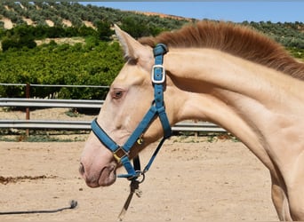 PRE, Hingst, 1 år, 143 cm, Pärla