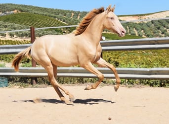 PRE, Hingst, 1 år, 145 cm, Pärla