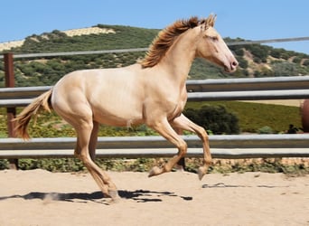 PRE, Hingst, 1 år, 145 cm, Pärla