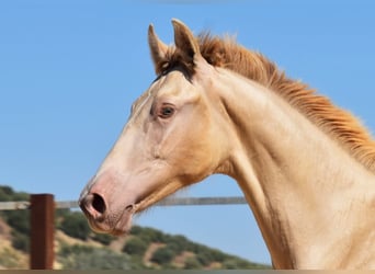 PRE, Hingst, 1 år, 145 cm, Pärla