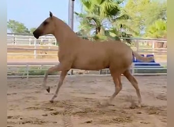 PRE Blandning, Hingst, 1 år, 151 cm, Palomino