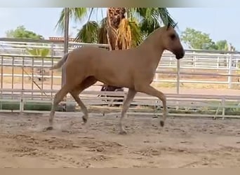 PRE Blandning, Hingst, 1 år, 151 cm, Palomino