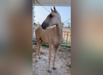 PRE Blandning, Hingst, 1 år, 151 cm, Palomino