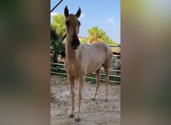 PRE Blandning, Hingst, 1 år, 151 cm, Palomino